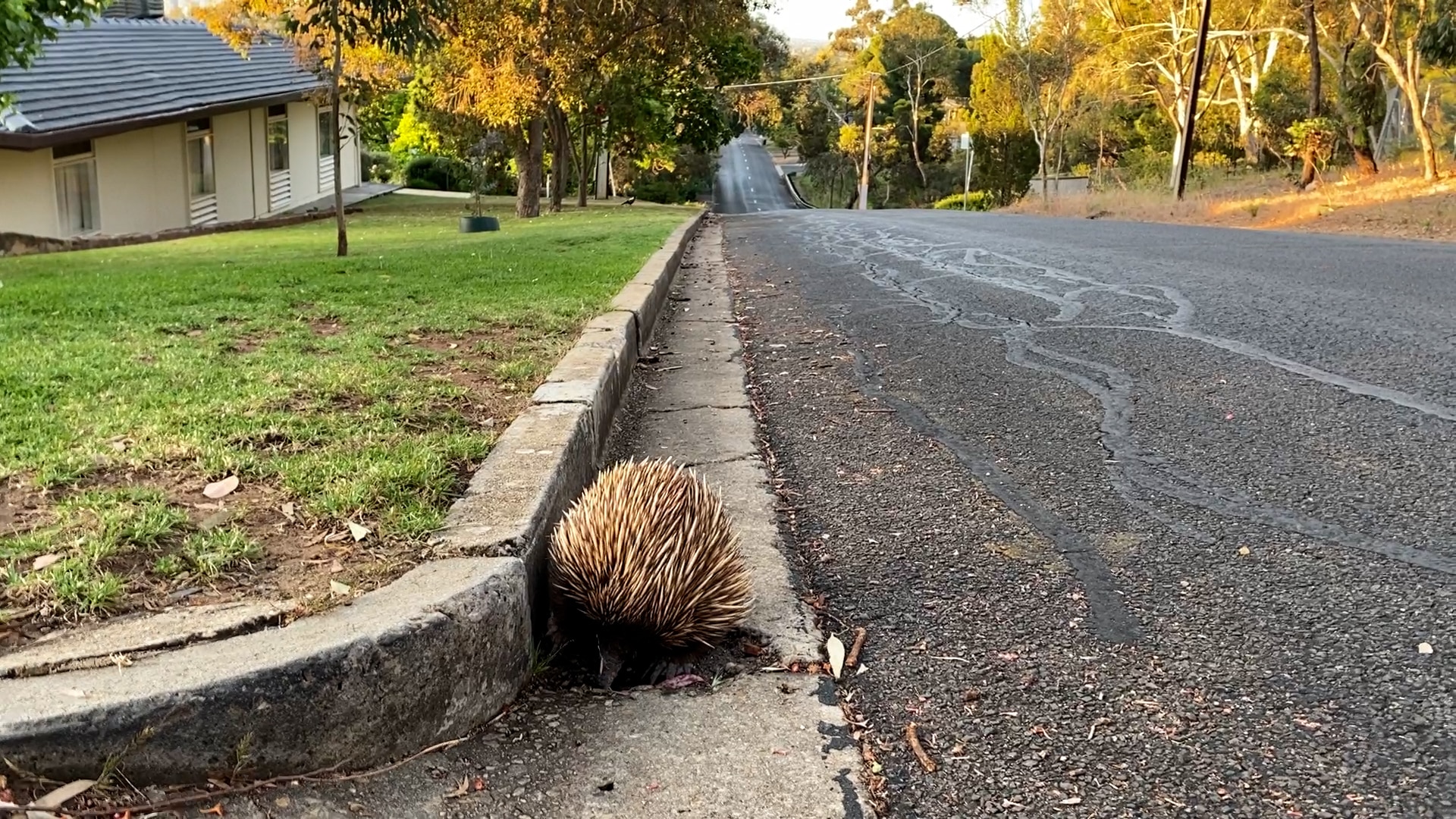 Echidnas roaming in Adelaide parks and reserves - ABC News