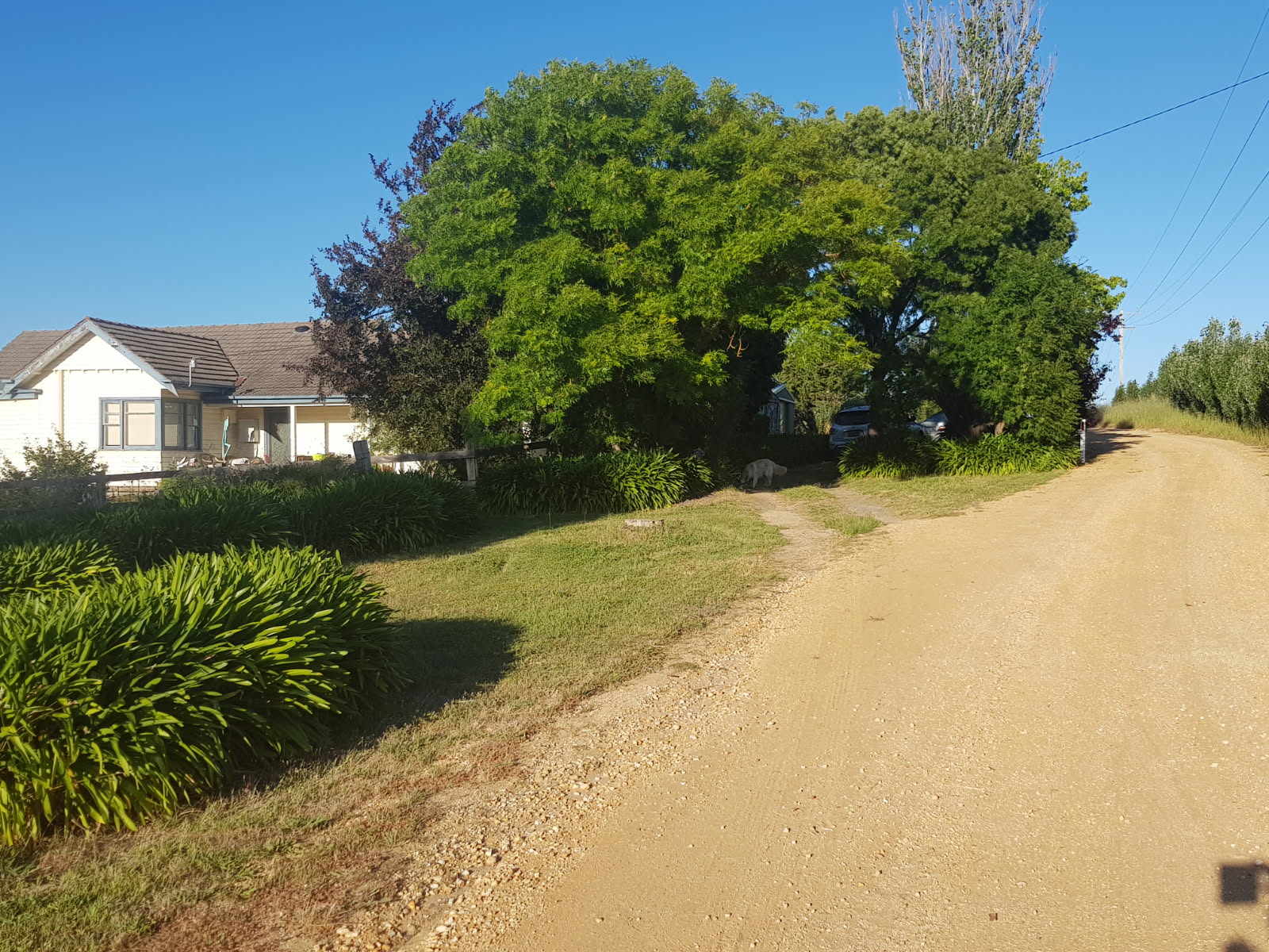 Uma estrada de terra com uma grande árvore verde e uma casa ao fundo. 