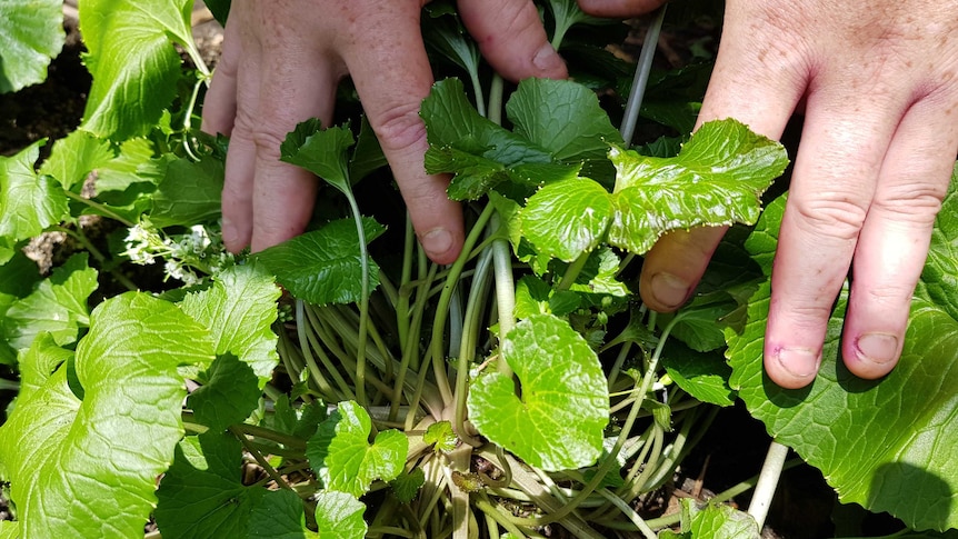 Close up of man's hands holding wasabi bush apart to reveal the stem