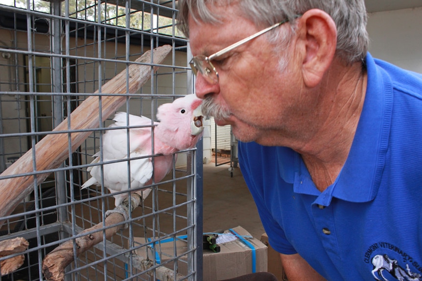 Dr Guilfoyle gets a kiss from Jack his cockatoo.
