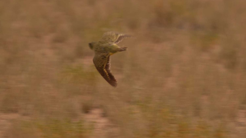 Night Parrot recorded mid-flight