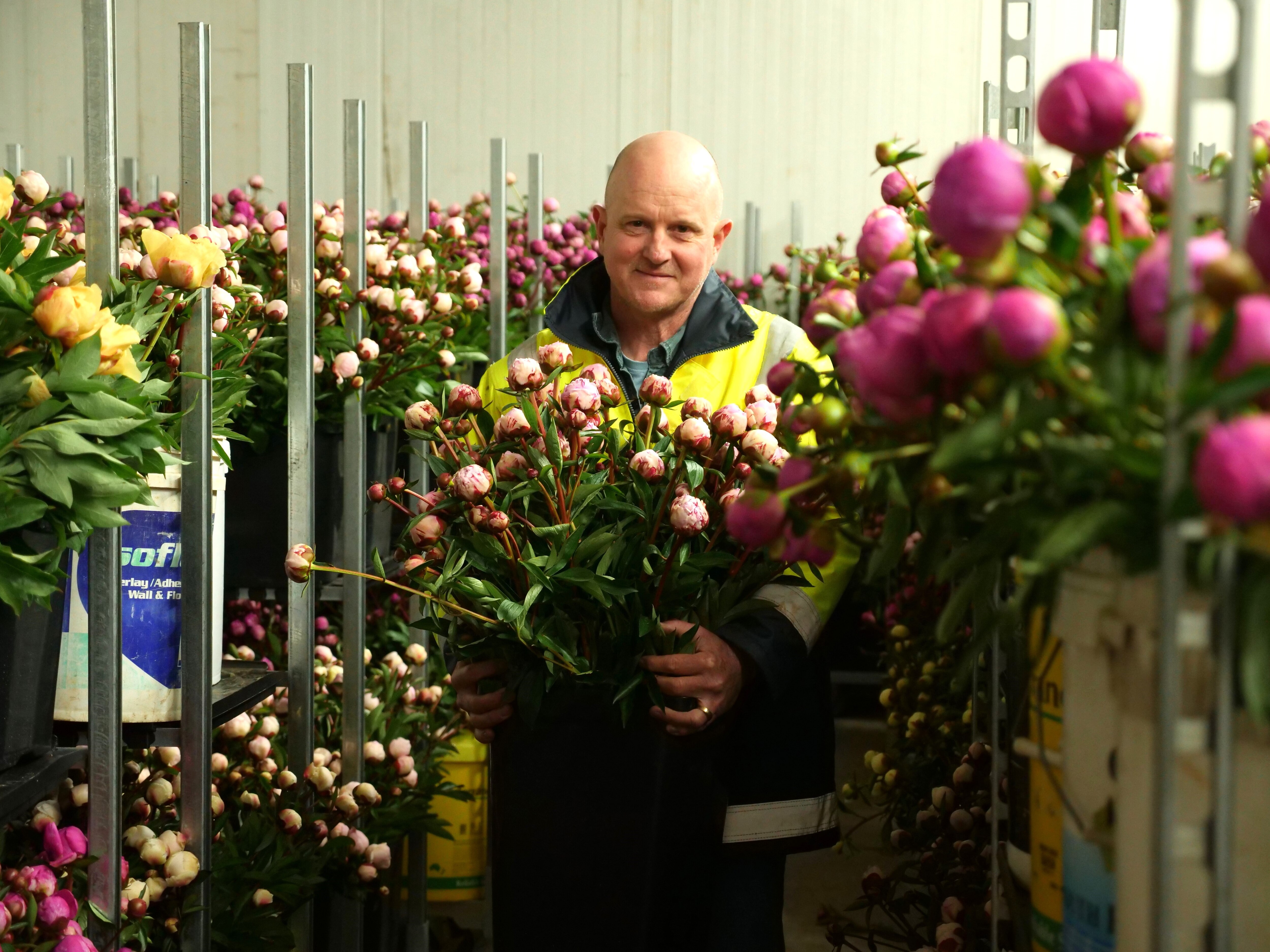Male peony farmer standing surrounded by cut flowers and holding bouquet, smiling at the camera