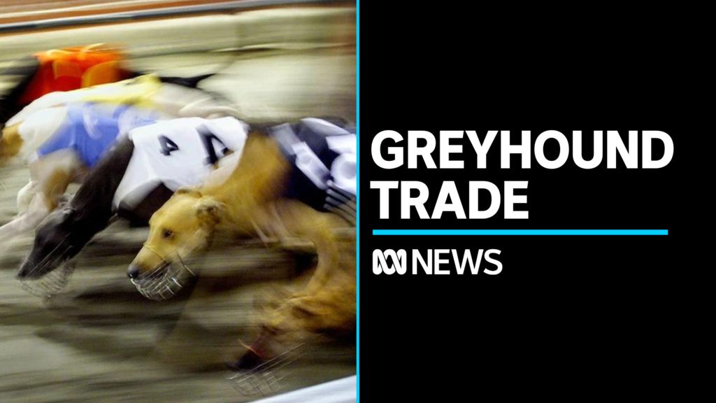 ABC News Stories: Australian greyhounds exported to grow China's ...