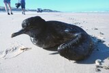A stranded Short-tailed Shearwater on Moreton Island.