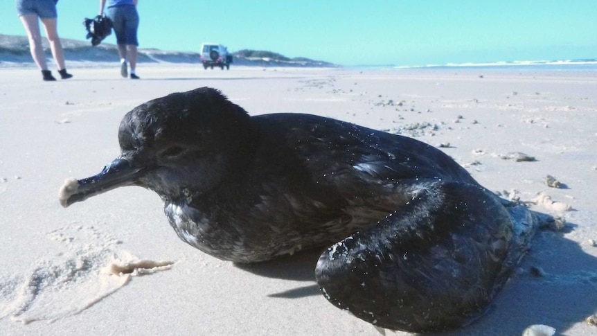 A stranded Short-tailed Shearwater on Moreton Island.