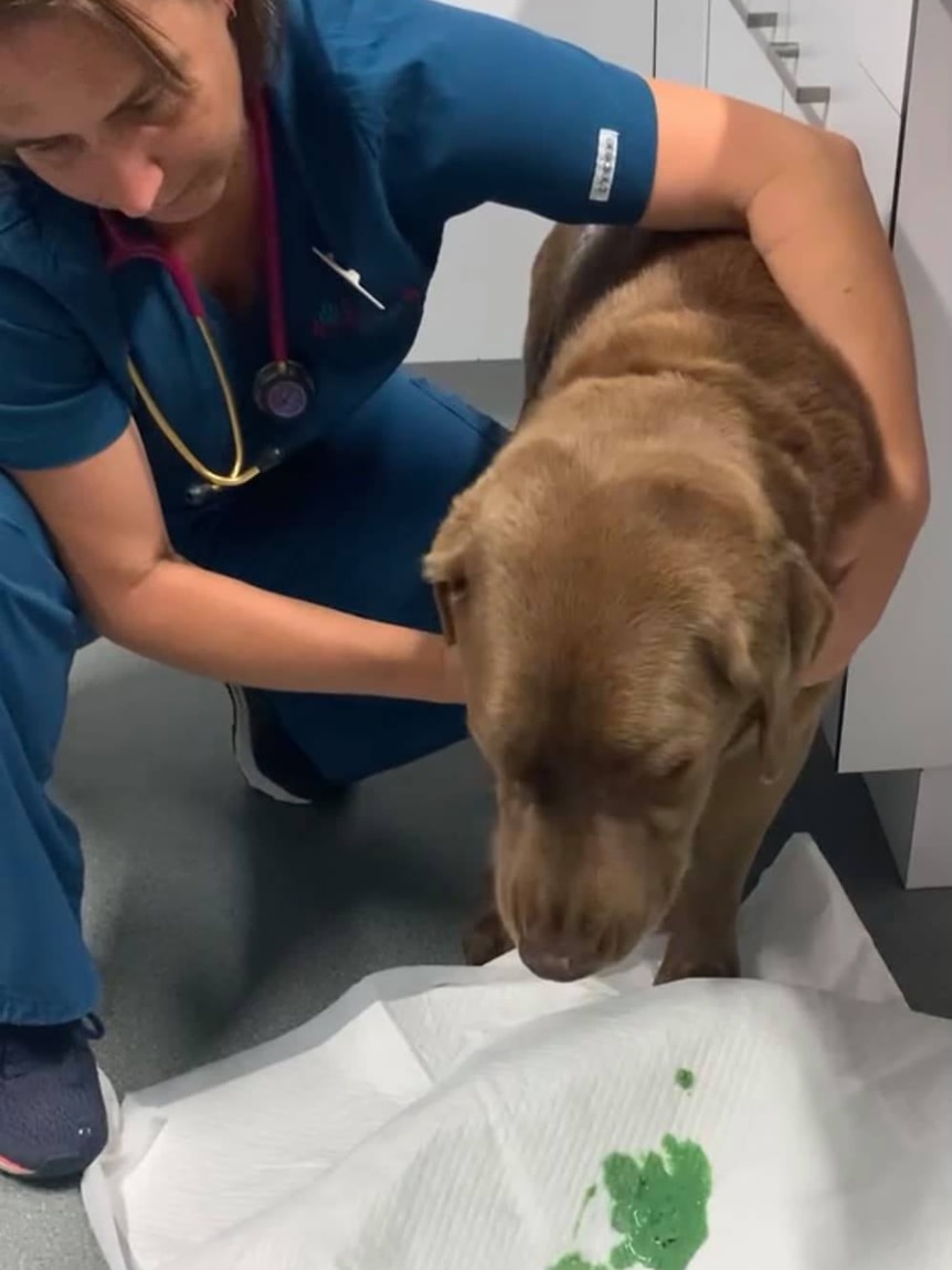 Medium-sized brown dog is held by a vet in blue medical clothing. Dog has vomited neon green onto a white pad.