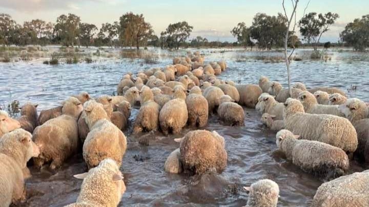 sheep being walked through flooded paddock