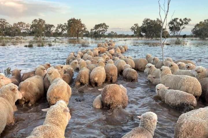 Sheep being walked through a flooded paddock.