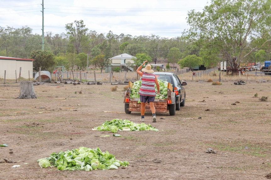 Shirley Schultz's daughter follows the car to rake out piles of lettuce for the cattle, January 2020. (Lockyer Valley)