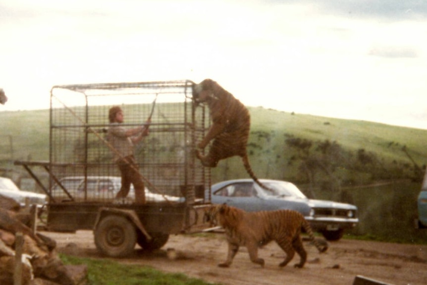 Ron Prendergast feeding a hungry tiger from inside a trailer cage at the Bacchus Marsh Safari Park in 1975.