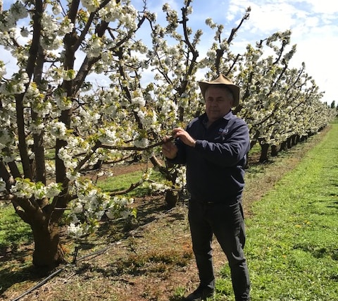 Grower Guy Gaeta standing in his orchard of cherries