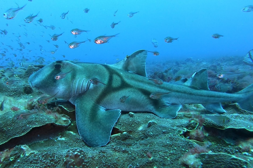 Un tiburón de arrecife y un pez nadando sobre corales bajo el agua en Geographe Bay.