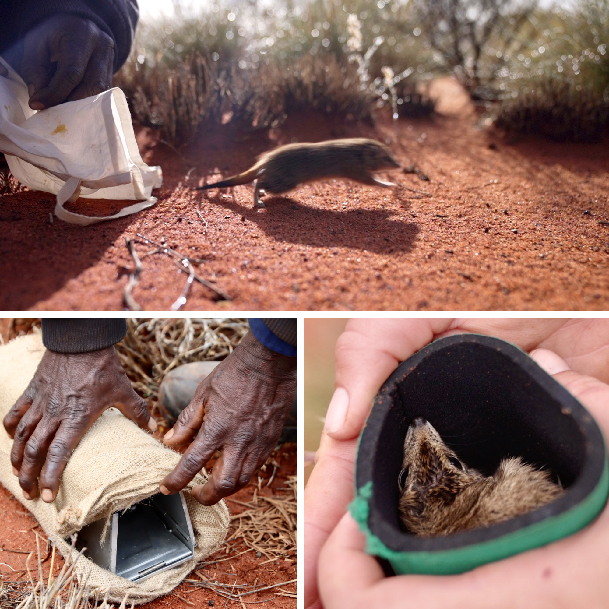 Three-panel composite shot of a tiny Mulgara, a pair of hands and another creature being carefully held.