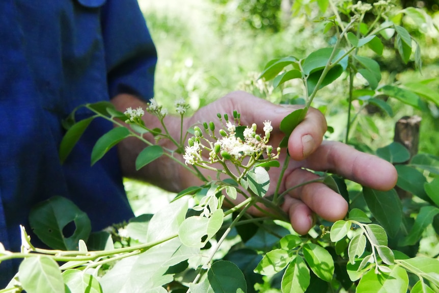 A close up image of a hand holding the leaves and small flowers of a native tree