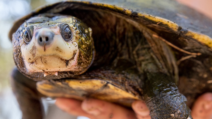 Close up of turtle with a distinct cream white snout, it's shell and skin have green algae growing on it