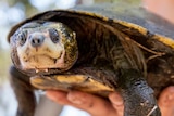 Close up of turtle with a distinct cream white snout, it's shell and skin have green algae growing on it