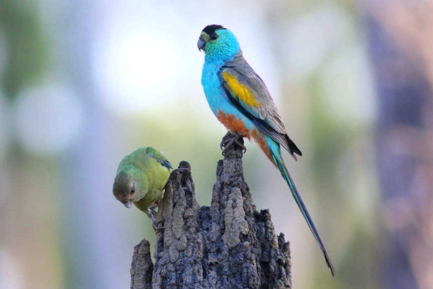 Vivid light blue parrot with golden shoulder and pink lower belly.