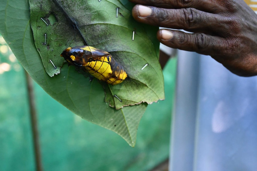 Pupa of butterfly attached to a leaf