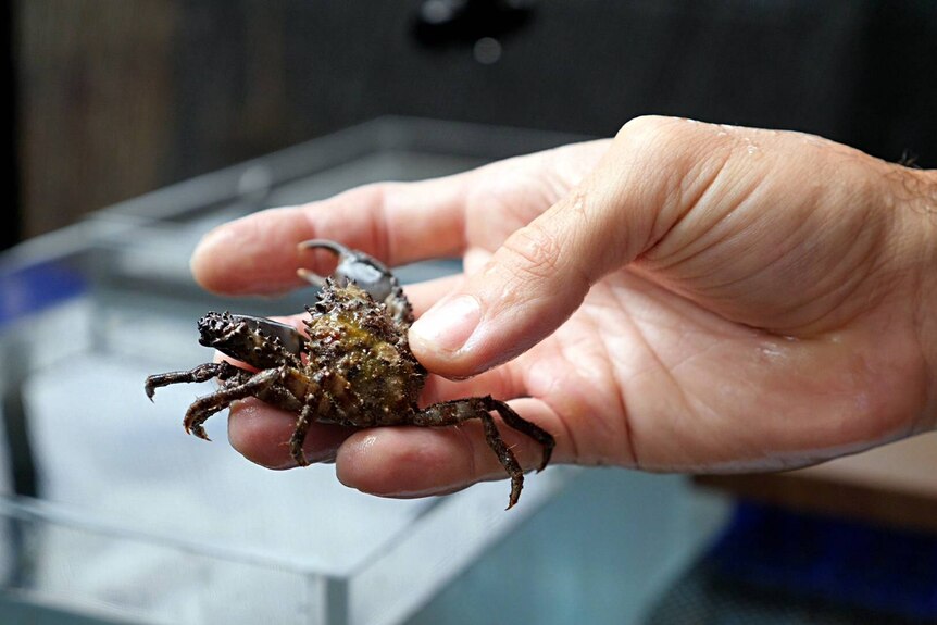 A small crab sitting in someone's fingers, thumb on top.
