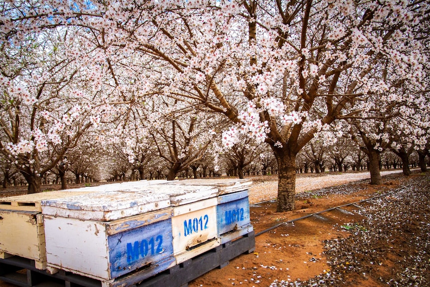 Bee hives sitting next to almond trees covered with blossoms.