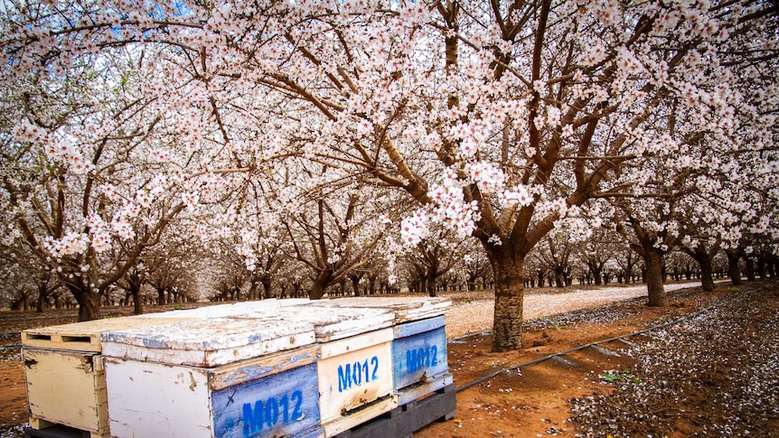Hives sit in almond orchards