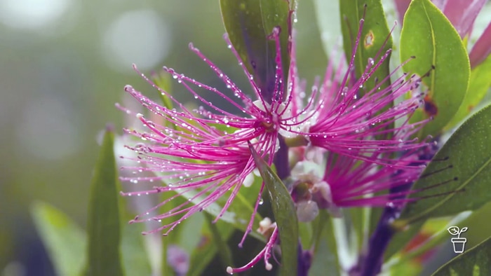 Pink flower growing from a branch