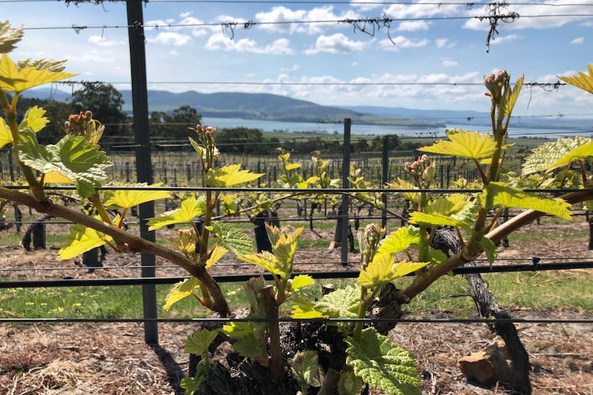 View of Coal Valley winery, Tasmania.