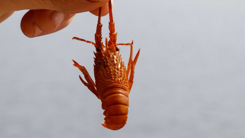 Rock lobster juvenile