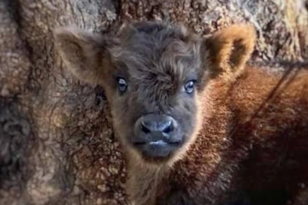 Highland calf standing in front of a tree and staring at camera 