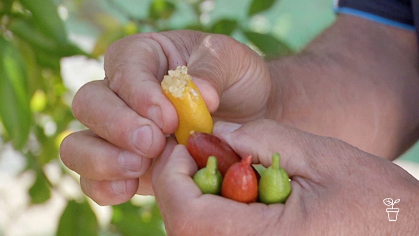 Fingers squeezing pulp from brightly-coloured fruit