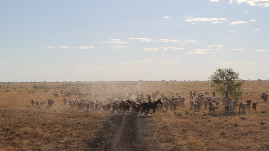 Mr Mitchell says the Rangeland Lease will help Australia to capitalise on Asia's growing demand for food