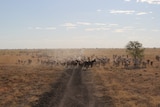 Mr Mitchell says the Rangeland Lease will help Australia to capitalise on Asia's growing demand for food