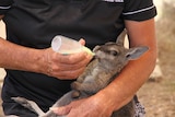 a woman holding a baby wallaby