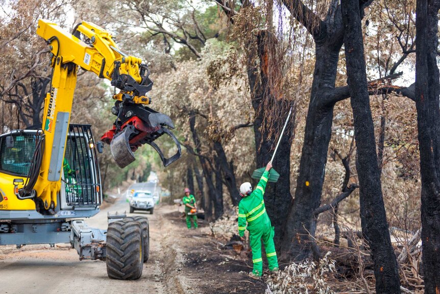 The spider operator is guided by a Forest Fire Management member to a tree which needs to be felled.