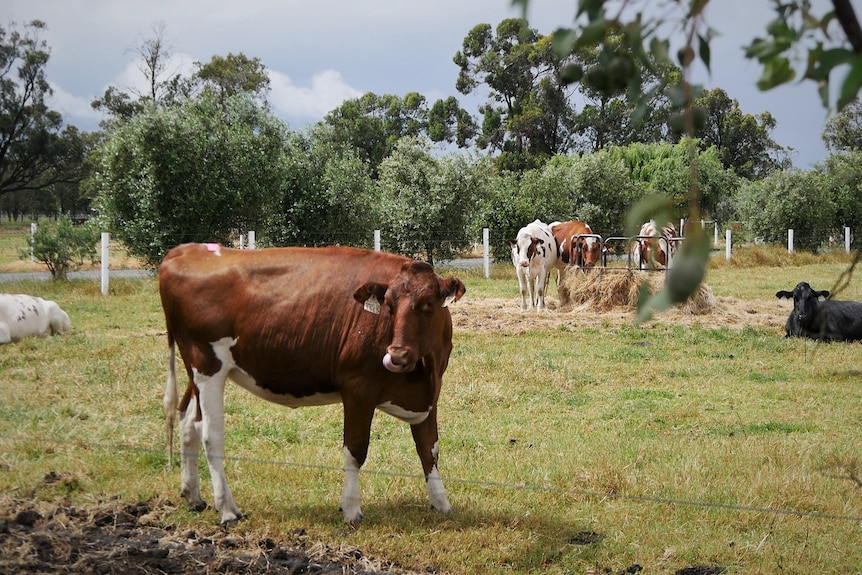 dairy cows