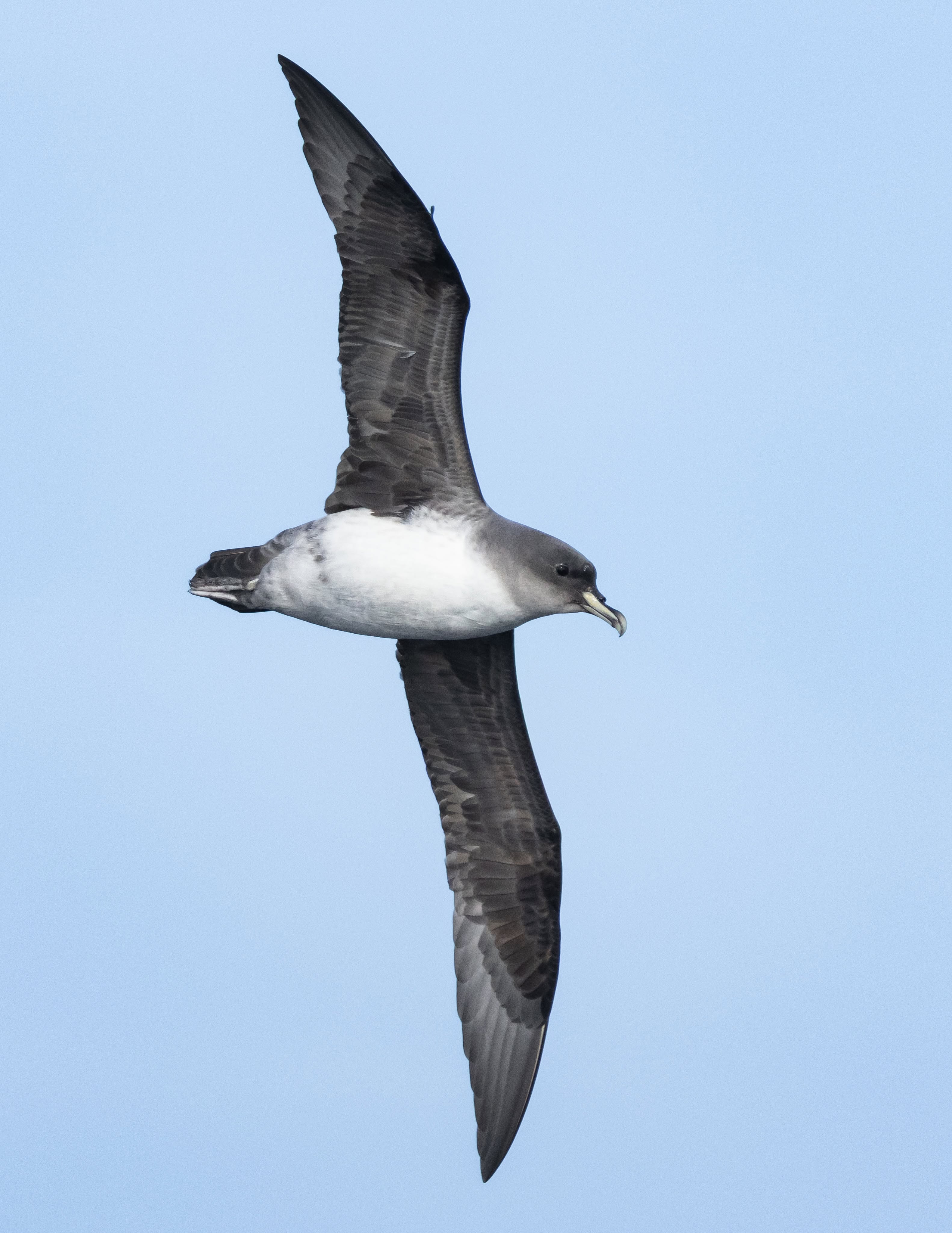 A large seabird in flight, with dark grey wings and head, and a white body.
