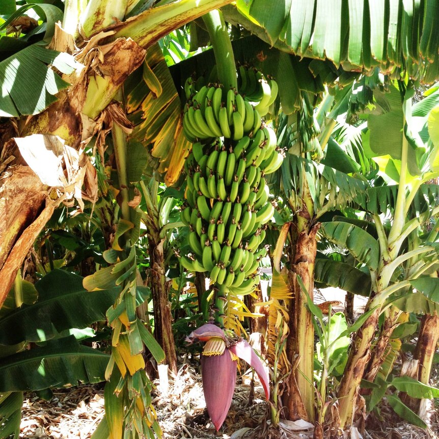A bunch of green bananas, with red flower
