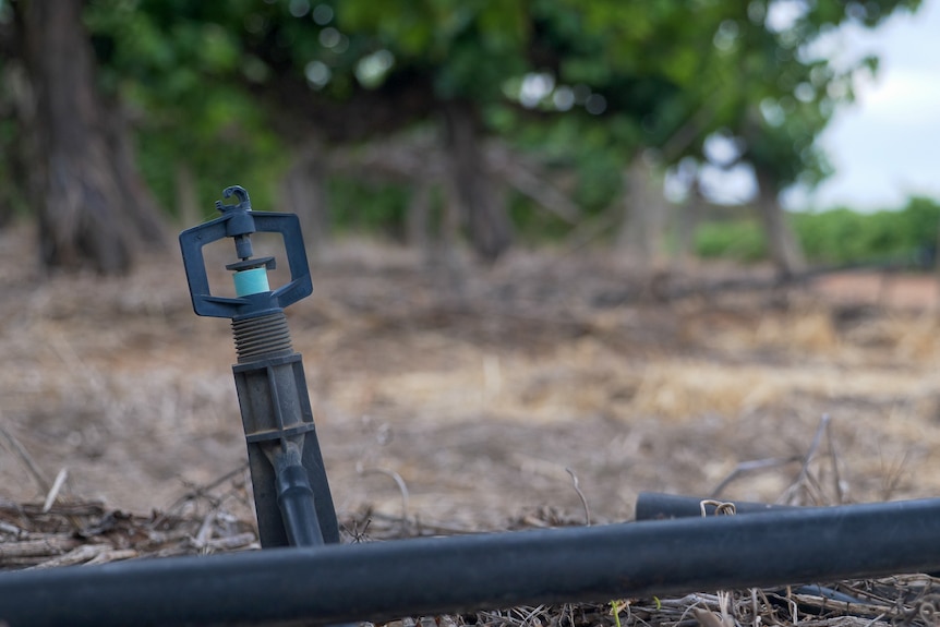 A black pipe and water nozzle under grape fines on a farm in the South Australian Riverland, November 2023.