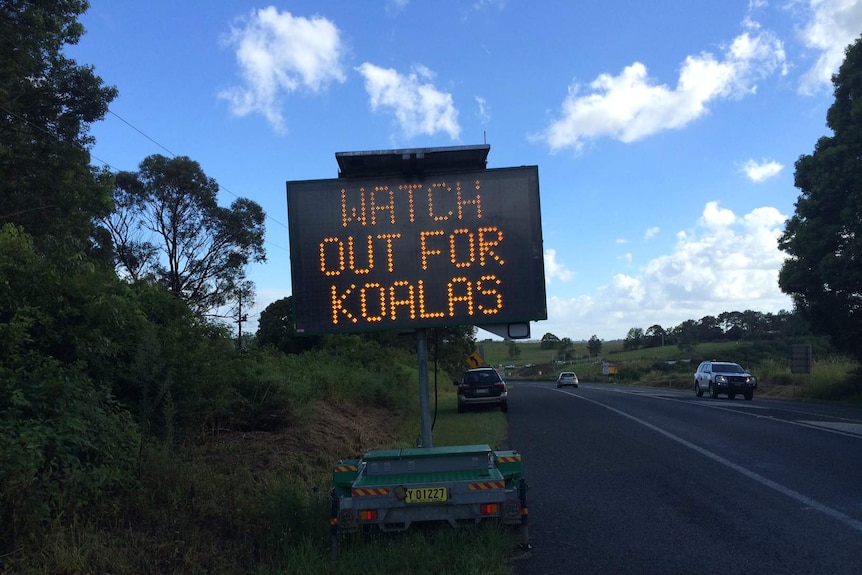 Roadside koala warning