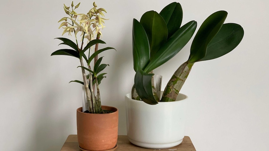Two Dendrobium orchids on a wooden stool, one smaller and flowering and one with bigger leaves, an indoor plant option.
