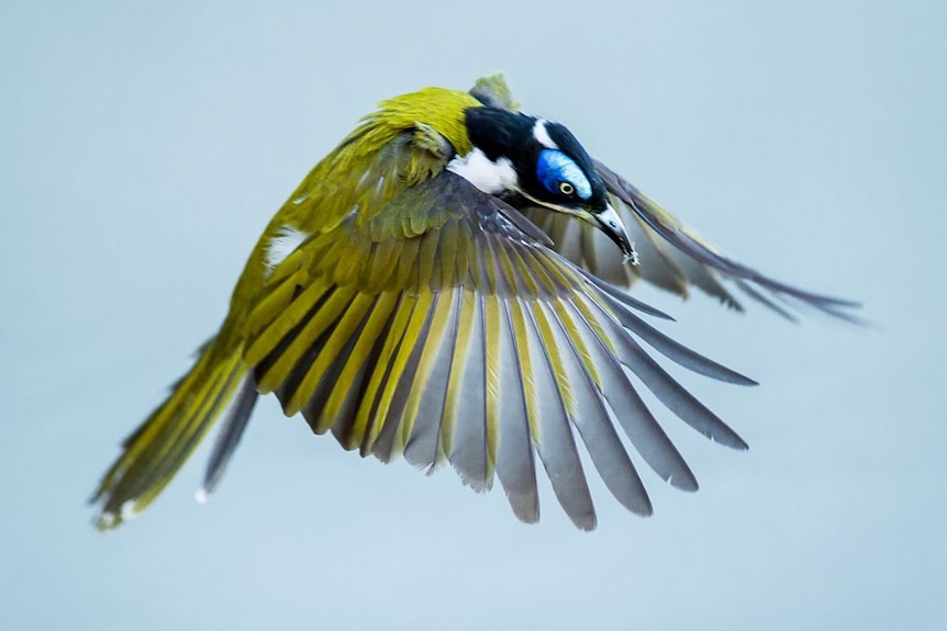 Blue faced honeyeater mid flight.