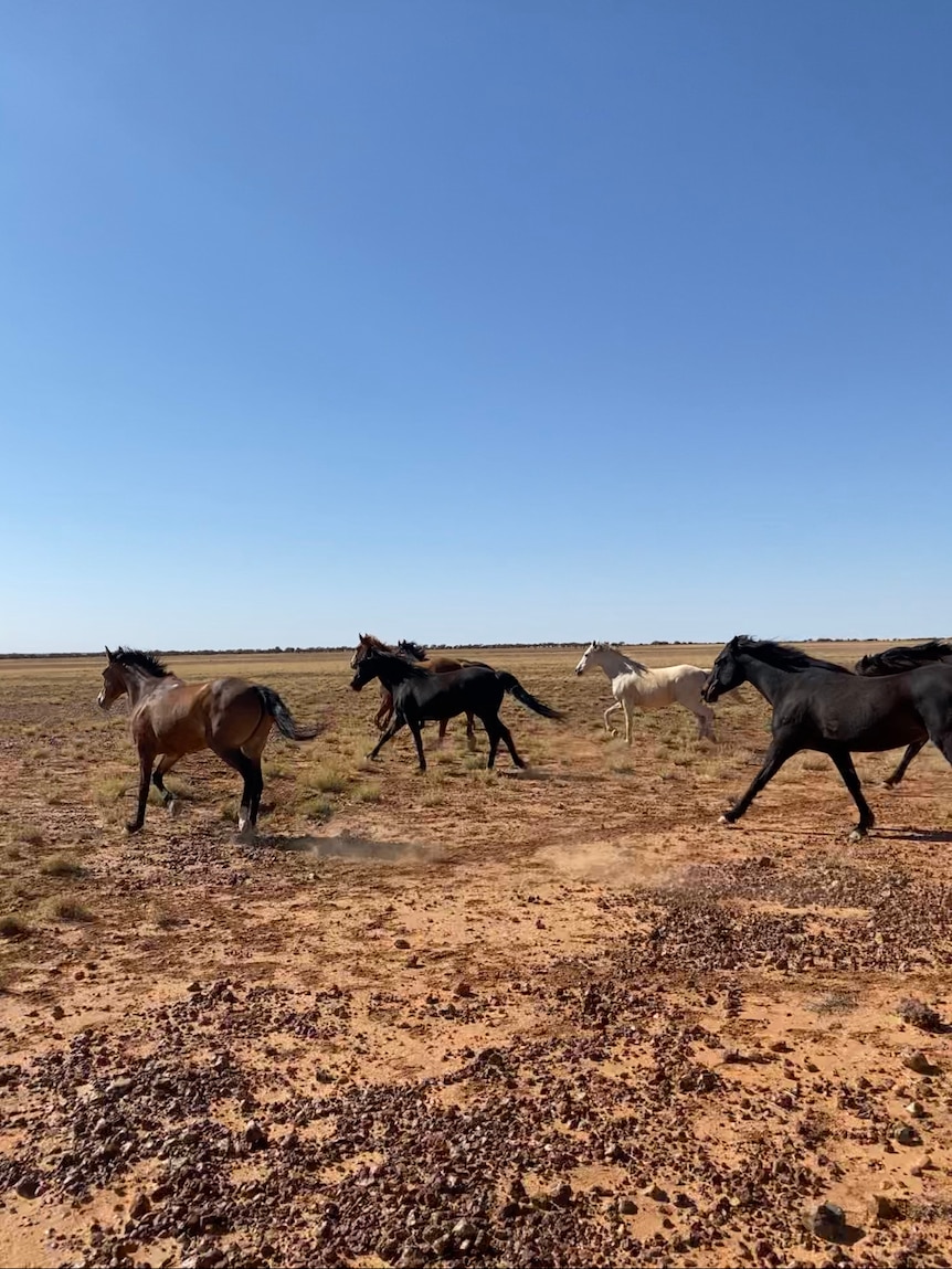 Horses gallop across a dry stretch of land in outback Queensland