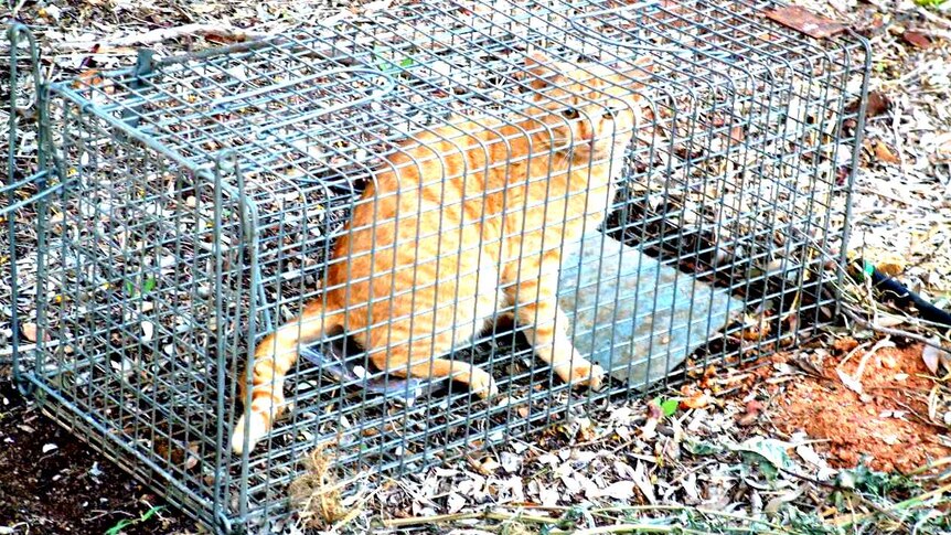An orange cat in a cage trap in bushland.