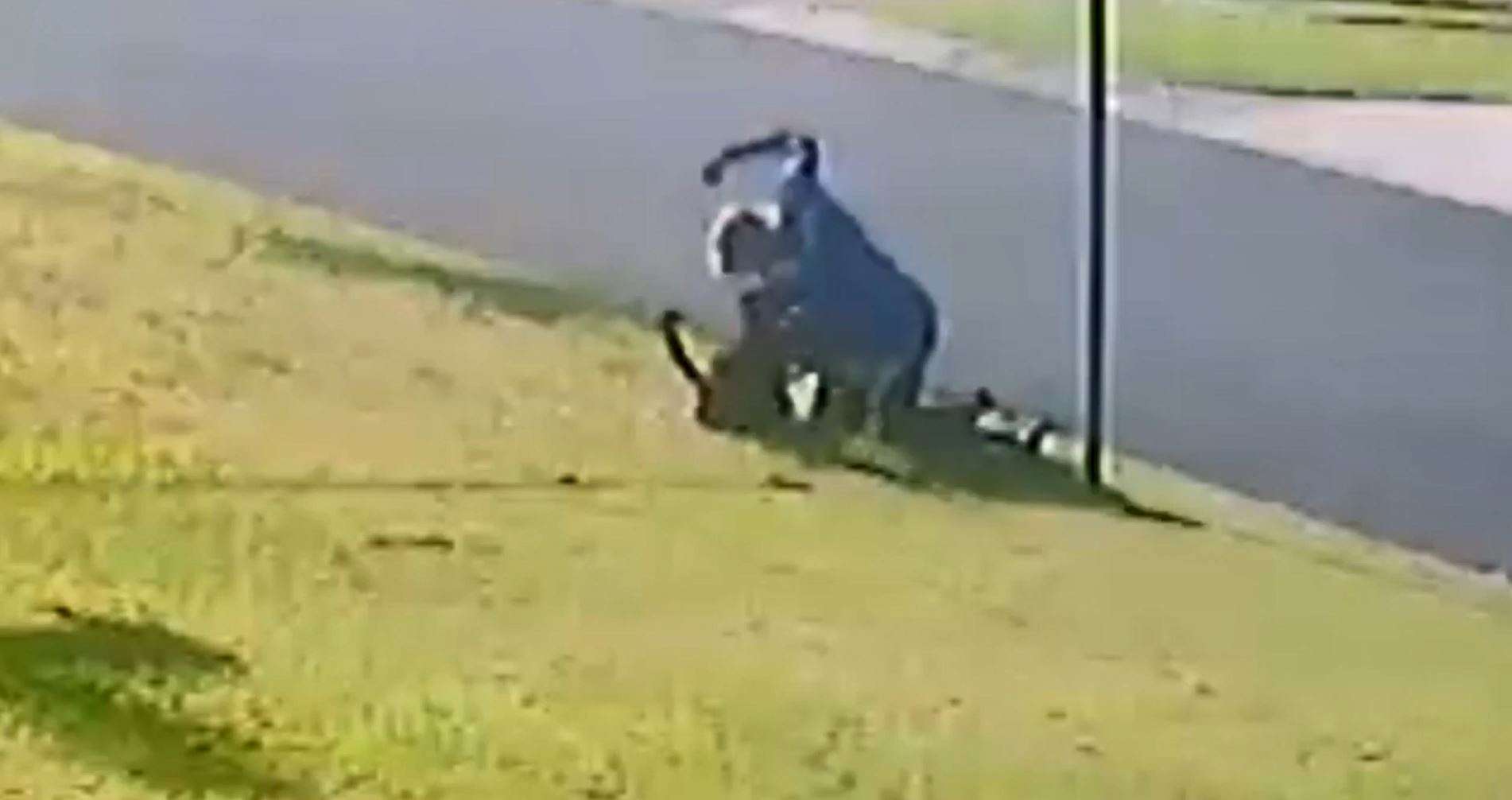 Man repeatedly punches dog in attack caught on CCTV in Mackay ABC News