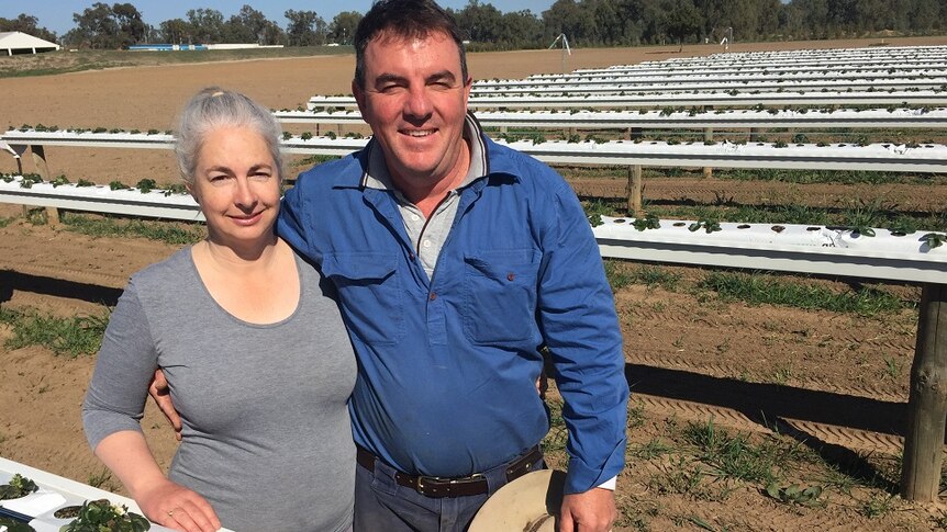 Growers Michael and Kylie Cashen from Bidgee Strawberries and Cream standing in their paddock with hydroponic rows behind.