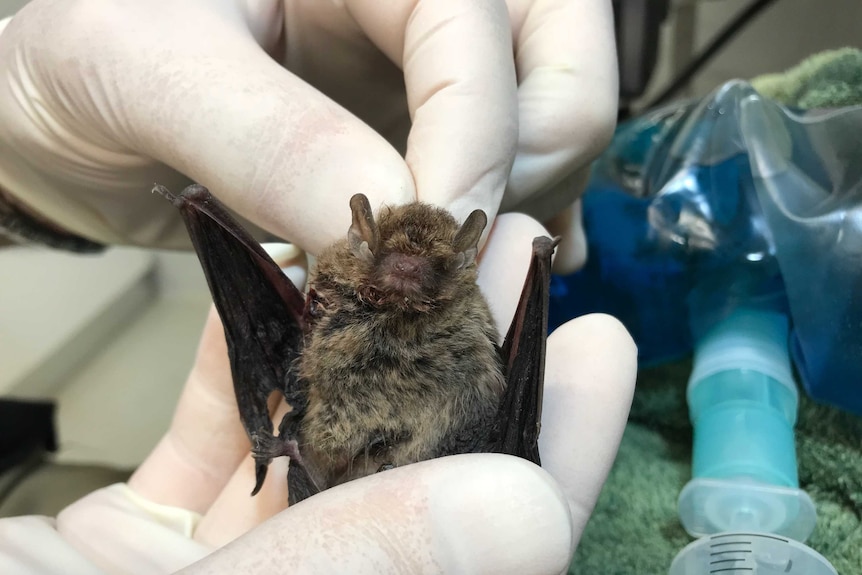 Bat at Bonorong