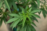 A close up shot of marijuana leaves