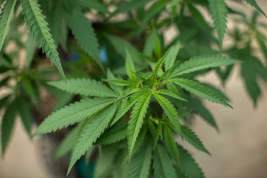 A close up shot of marijuana leaves