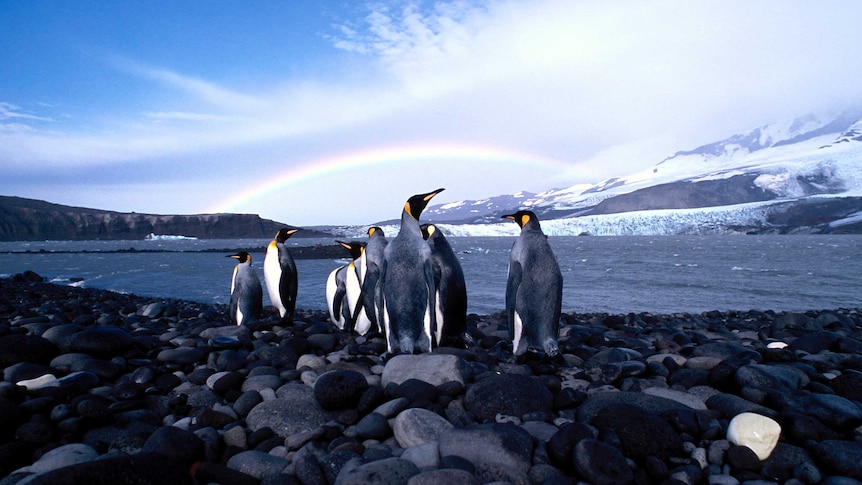 A rainbow over a group of king penguins at a remote island in the sea