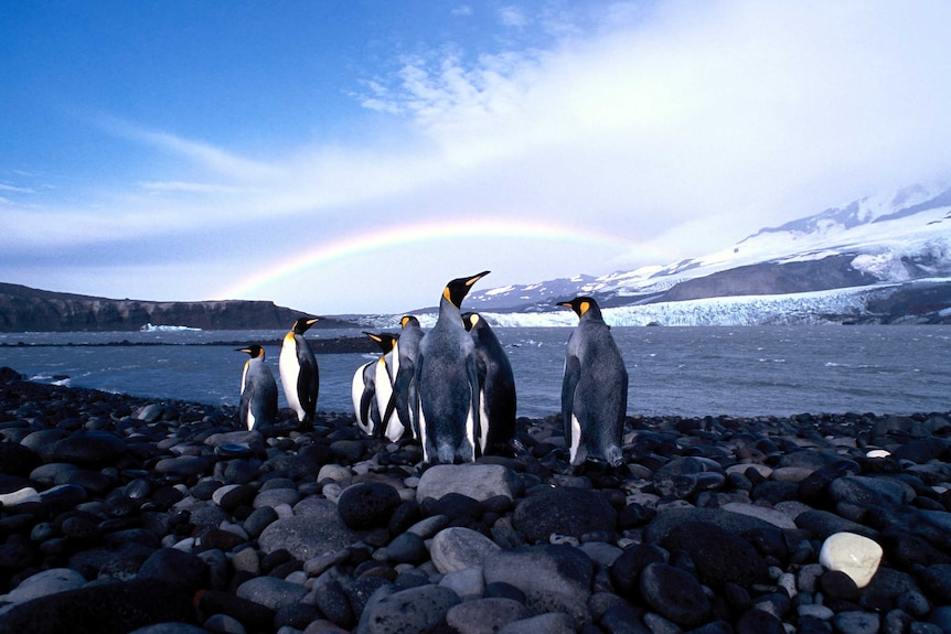 A rainbow over a group of king penguins at a remote island in the sea